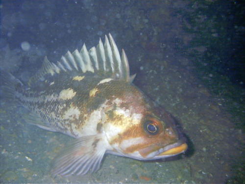 RFRockCopperRockfish