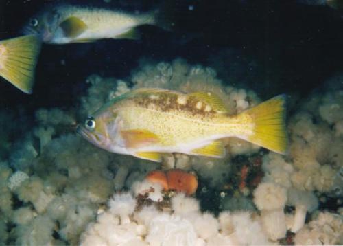 rfrockYellowtailrockfish