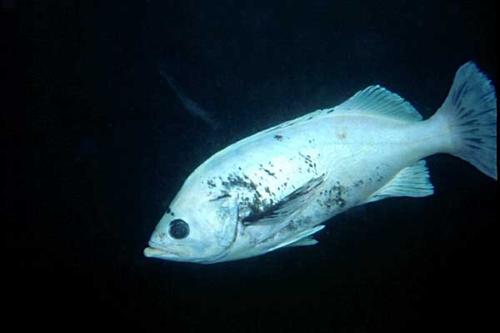 rfrockbluerockfish