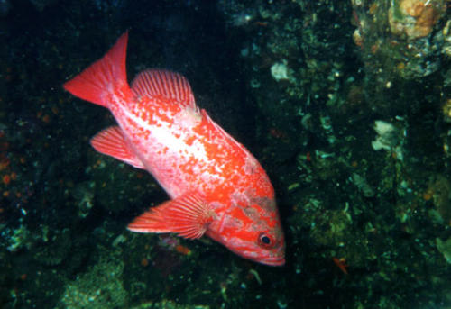 rfrockvermillionrockfish