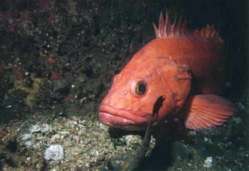 rfrockyelloweyerockfish